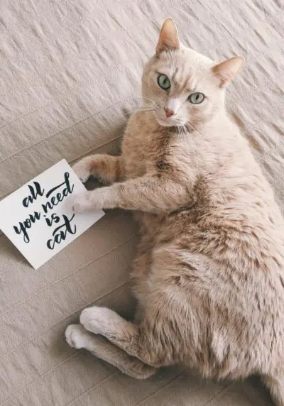 Mid coated brown cat laying down with a sign that reads All You Need is Cat