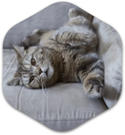 Greyish brown cat laying playfully on couch