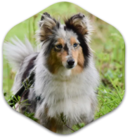 Cute dog exploring in a tall grass field