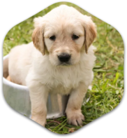 Puppy sitting on grass