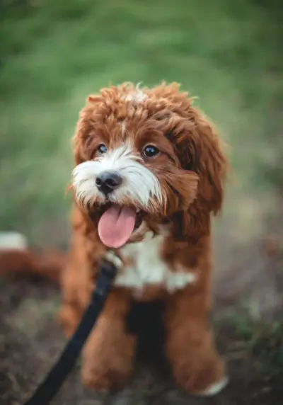 Brown dog with white patches sitting on grass