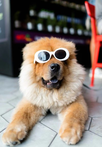 Dog laying down wearing fun sunglasses