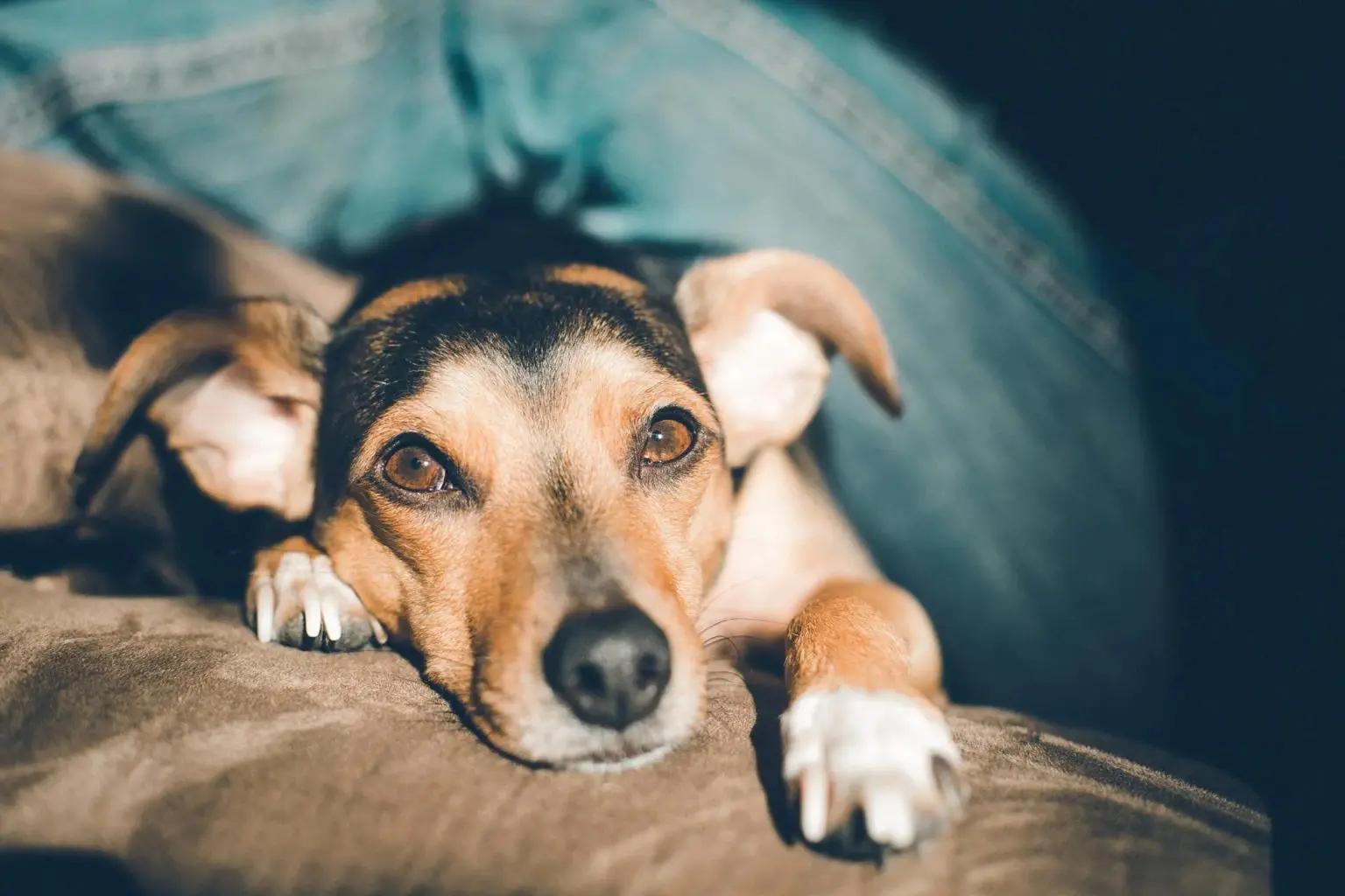 Wellness & Vaccinations | Cross Creek Animal Hospital