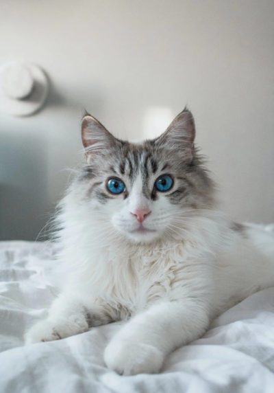 White and grey cat with big blue eyes laying down on a bed