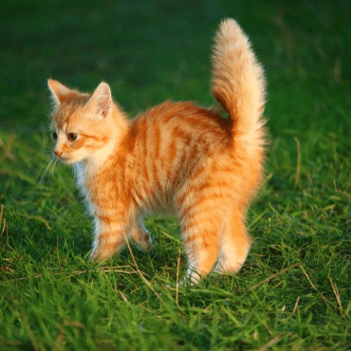 Ginger kitten with tail standing up