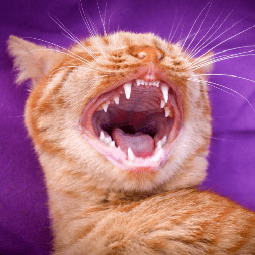 Ginger cat with mouth open wide showing teeth