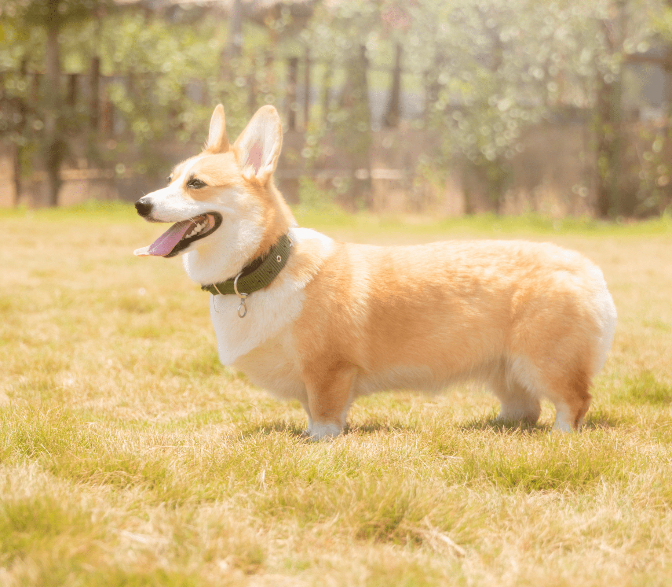 Light-sable color corgi standing and facing to the left