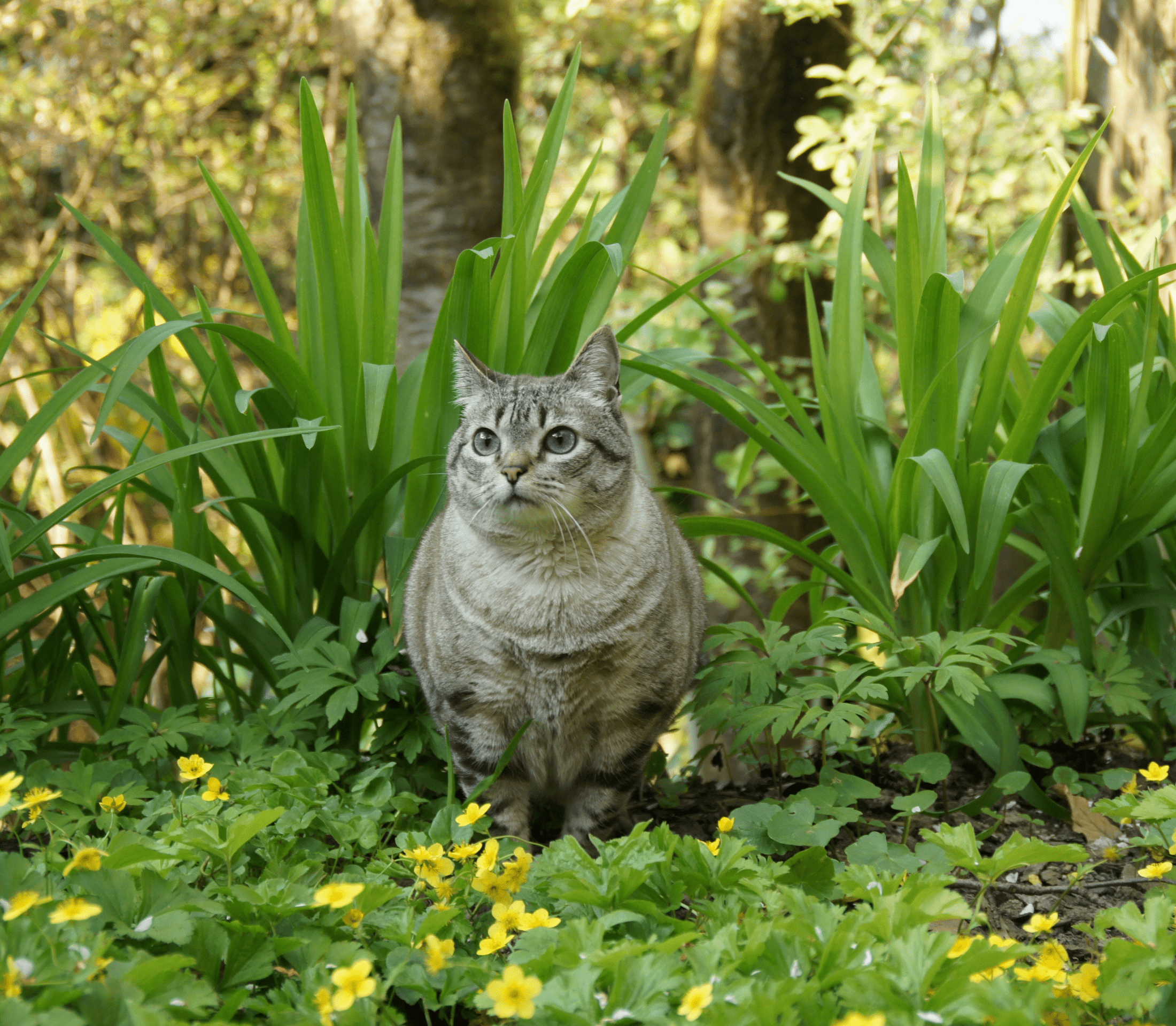 Gray cat on a grassy yard with small yellow flowers