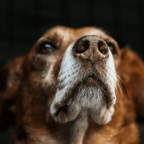 Close-up image of a brown dog's face
