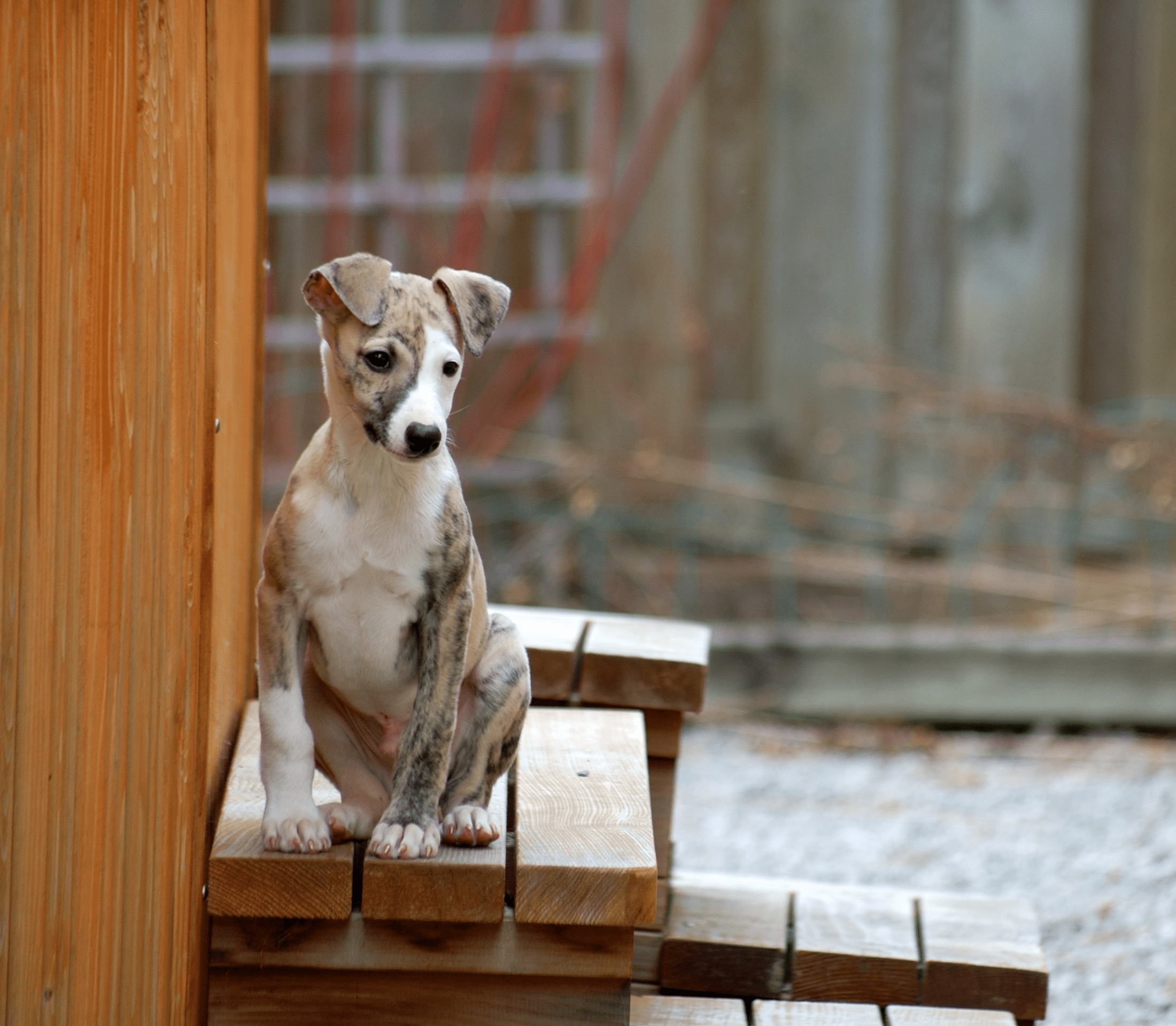 Whippet dog sitting on a wooden furniture