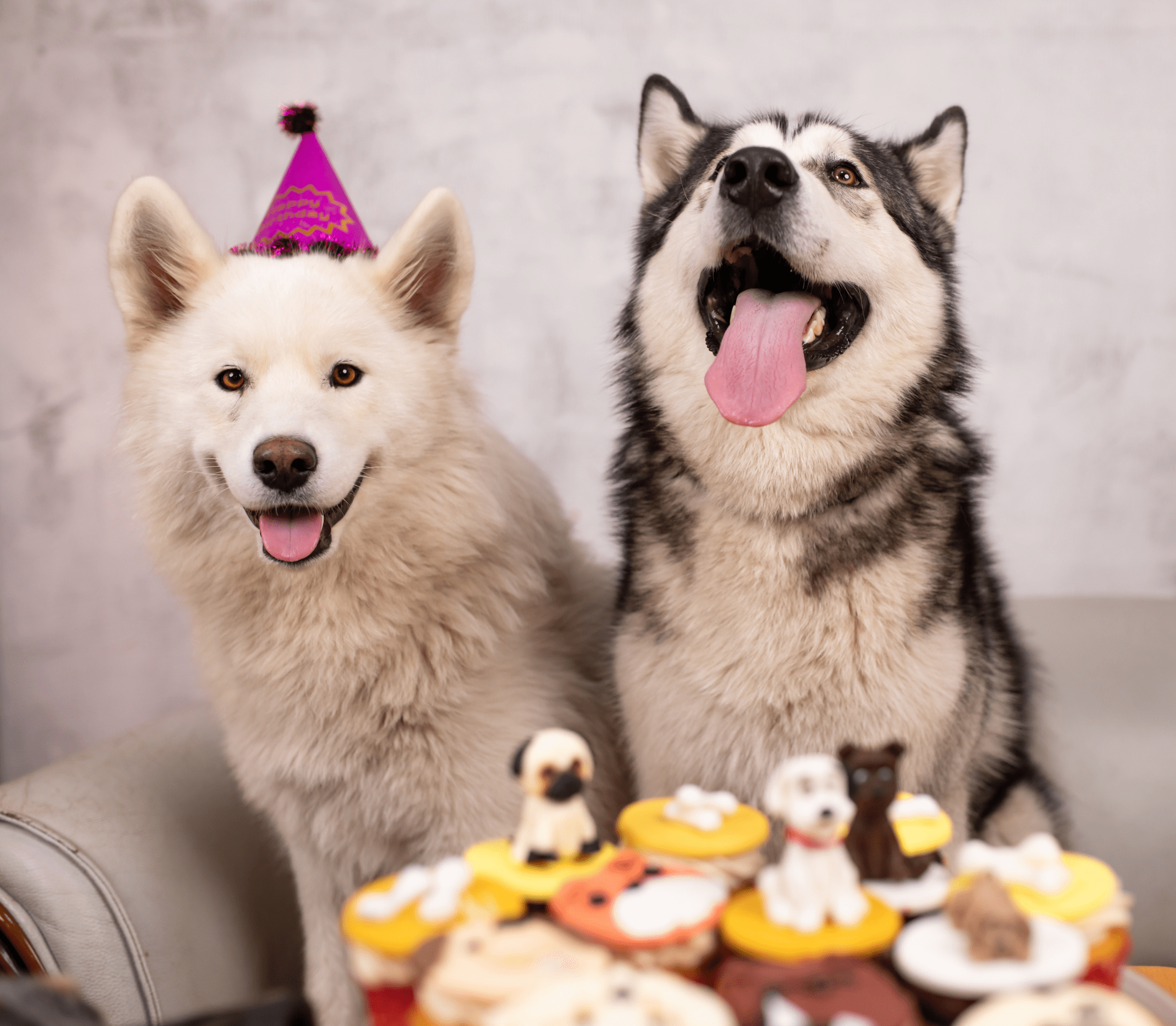 Two Husky with dog cakes