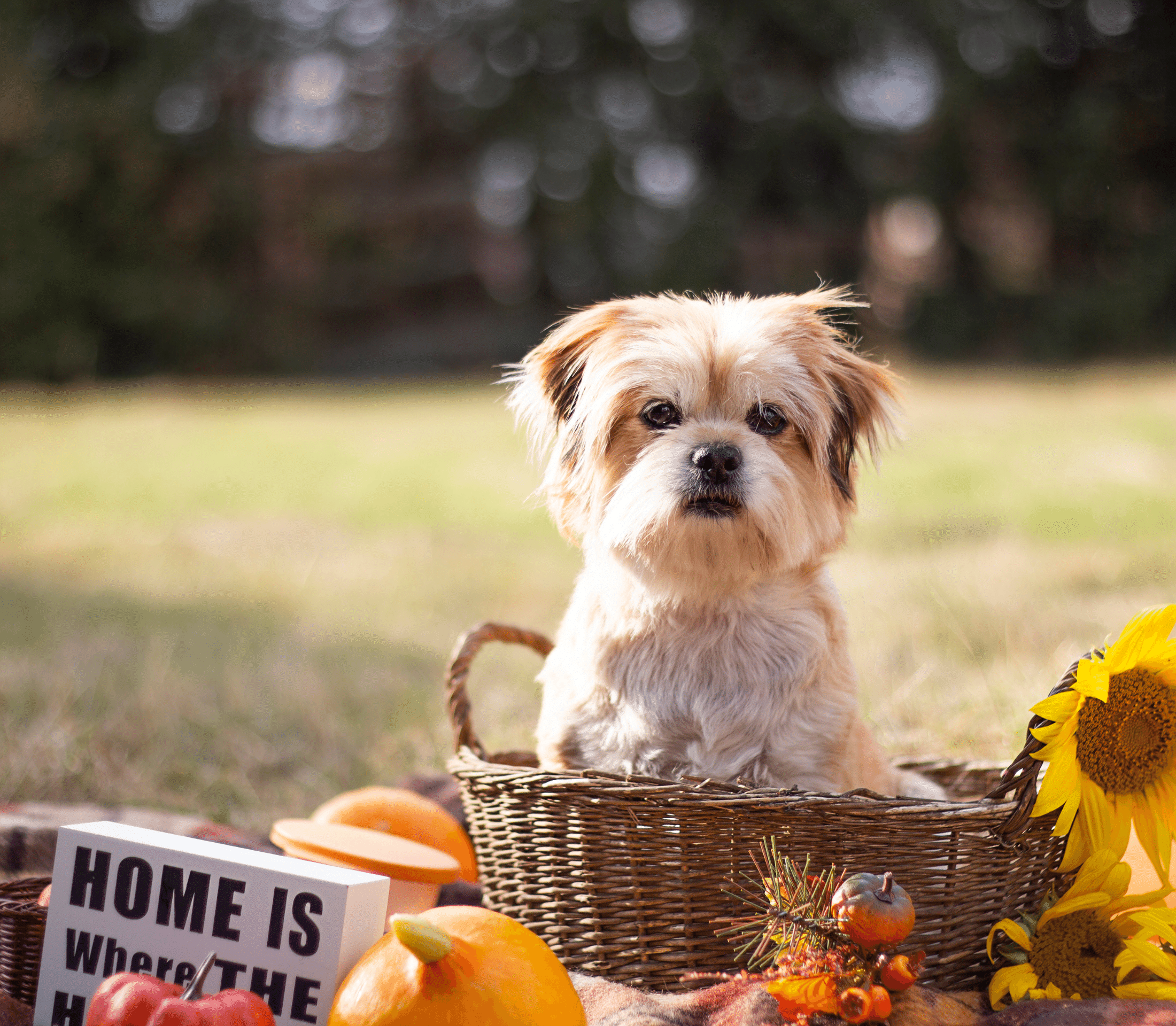 Terrier dog on a brown woven basket with flowers around