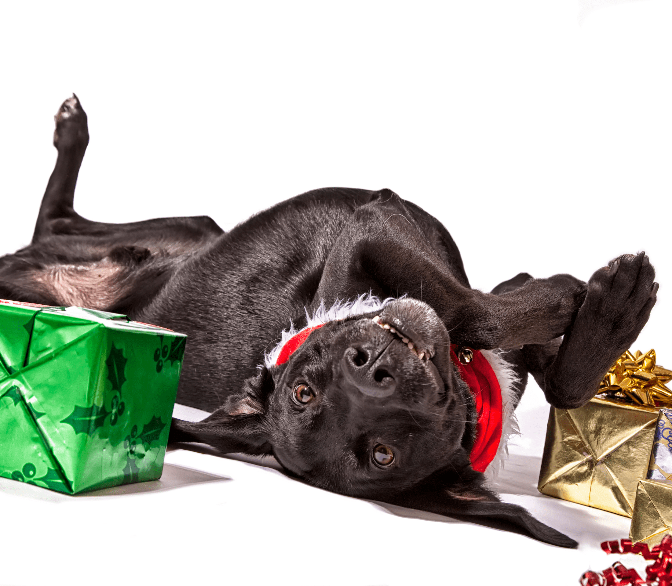 Black dog playing with green and gold gift boxes