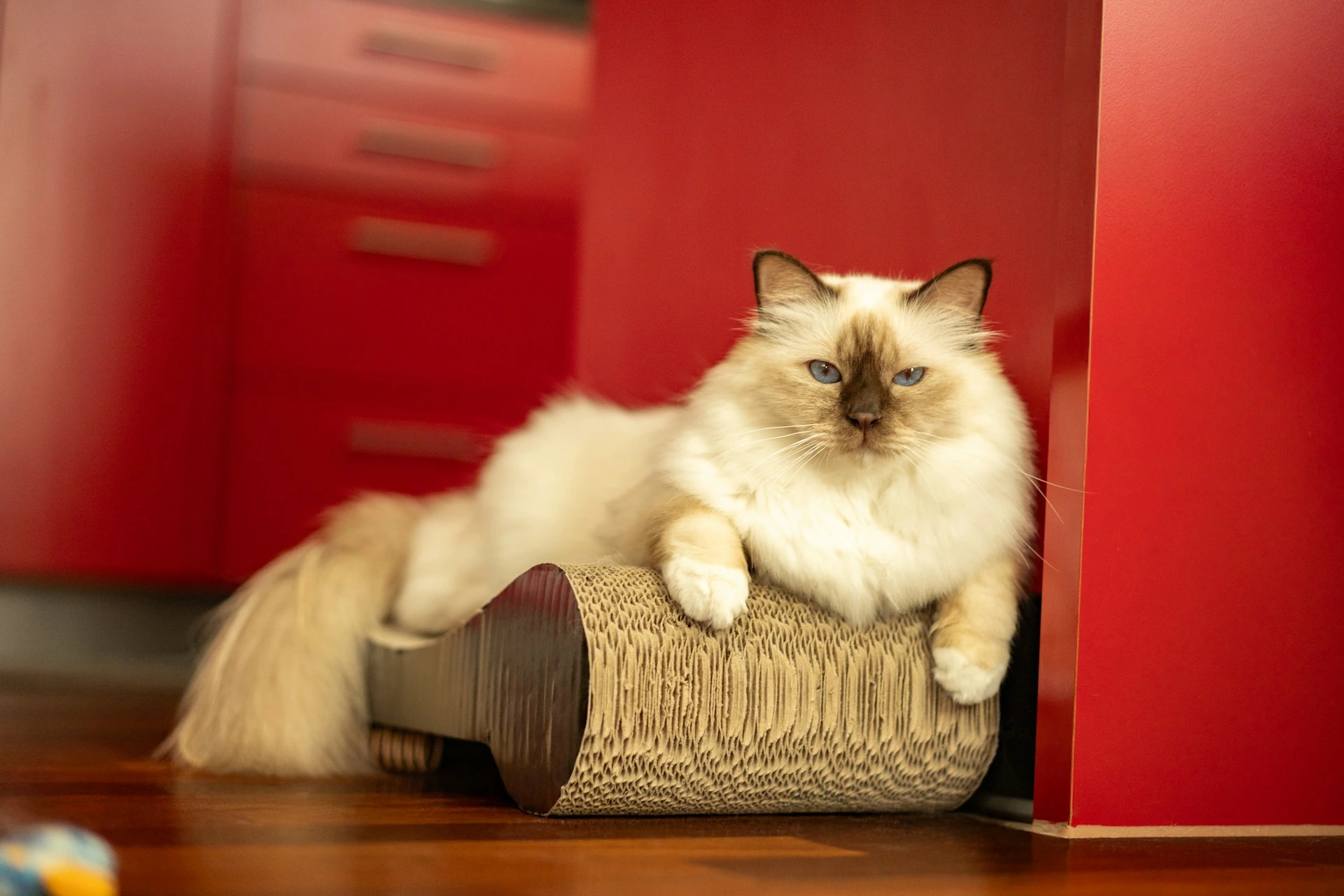 A Birman cat rests on a curved cardboard scratcher against a vibrant red wall.