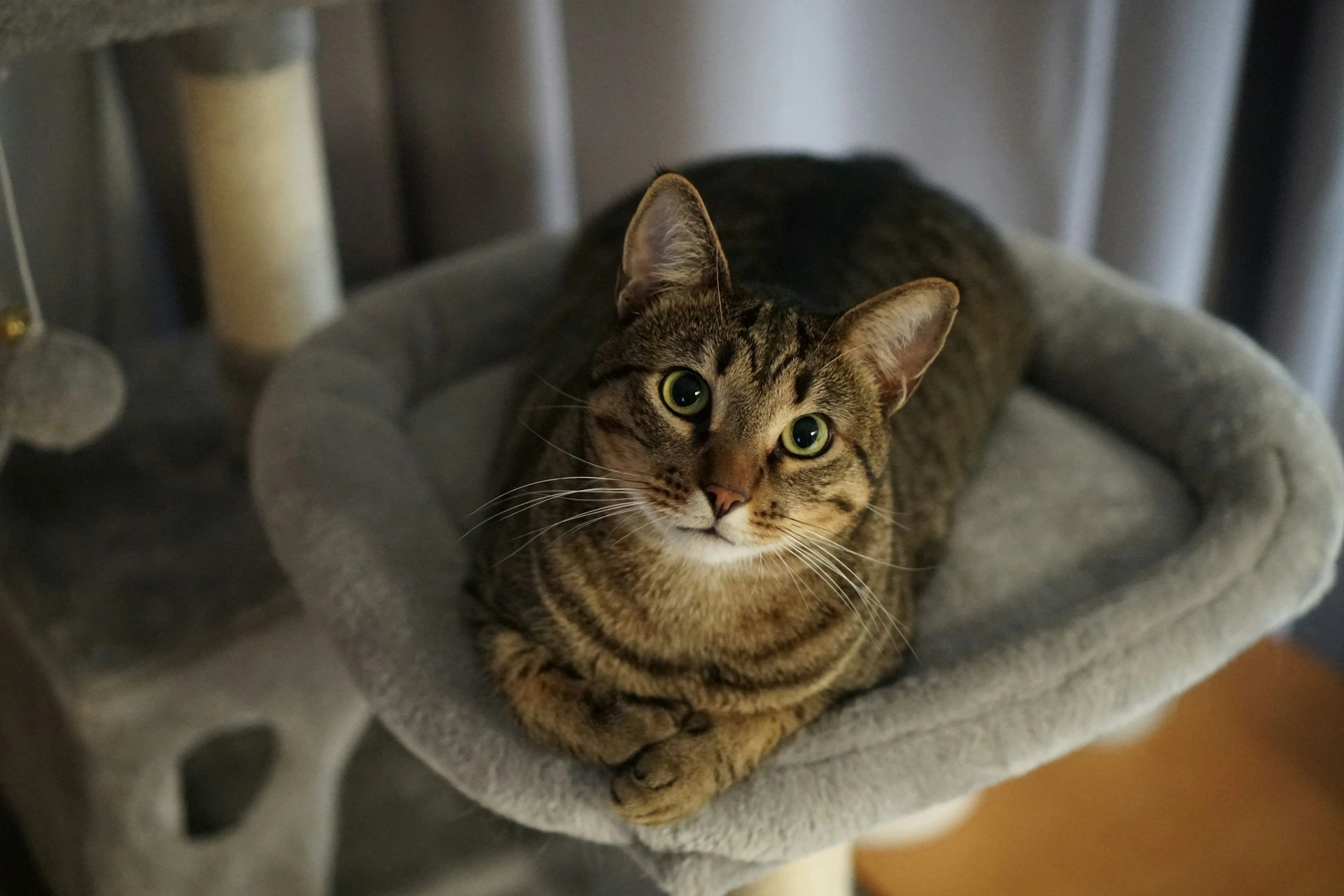 A brown tabby cat w sits curled up on a gray cat tree bed.