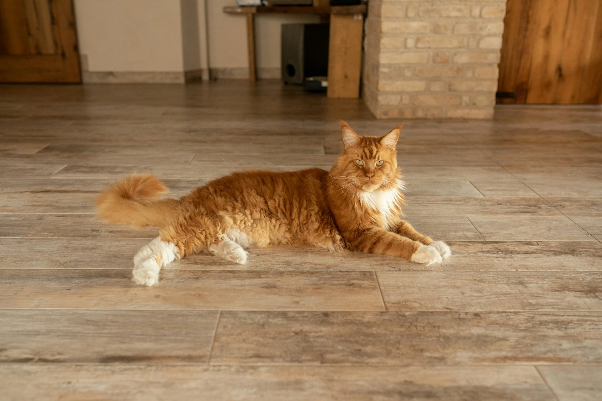 A ginger Maine Coon cat lies stretched out on a light wood tiled floor.