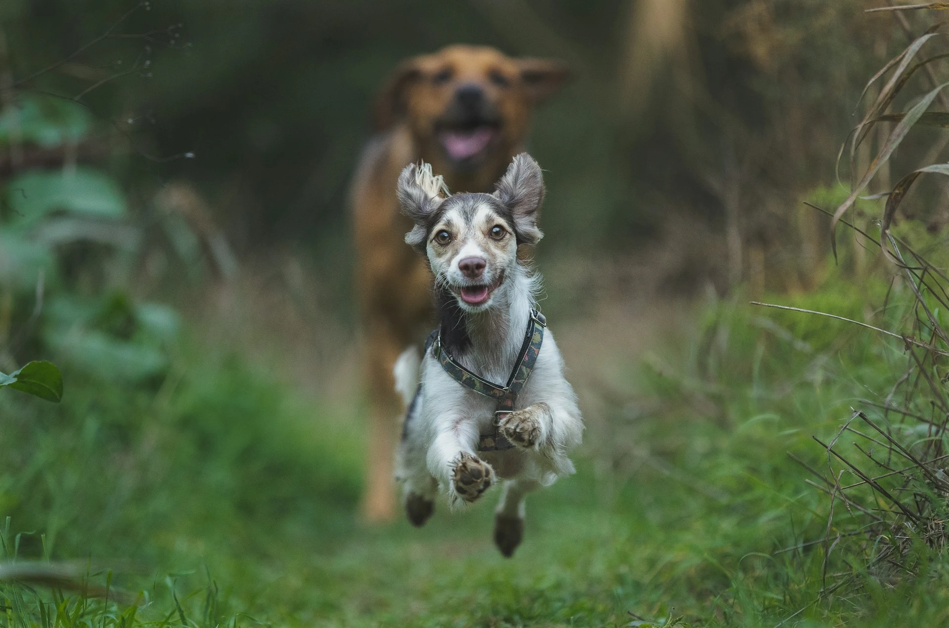 A dog jumping mid-air while running along a grassy trail, with a larger, blurred dog following behind.