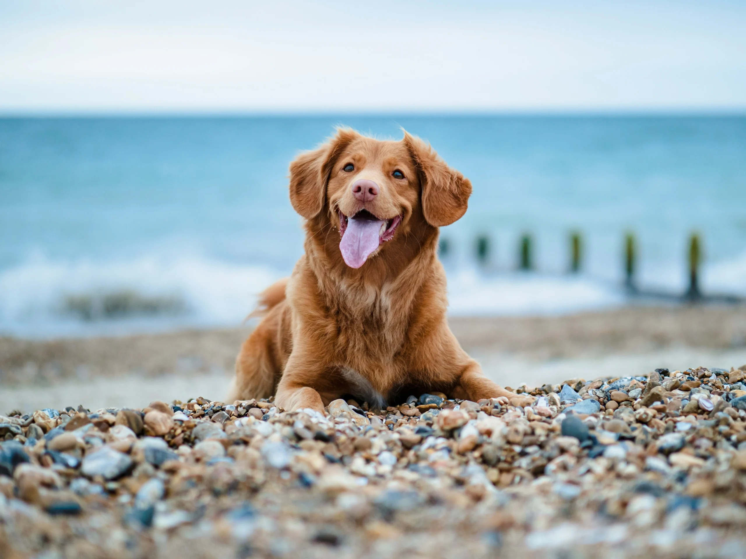 A Nova Scotia Duck Tolling Retriever lies on a pebbly beach.
