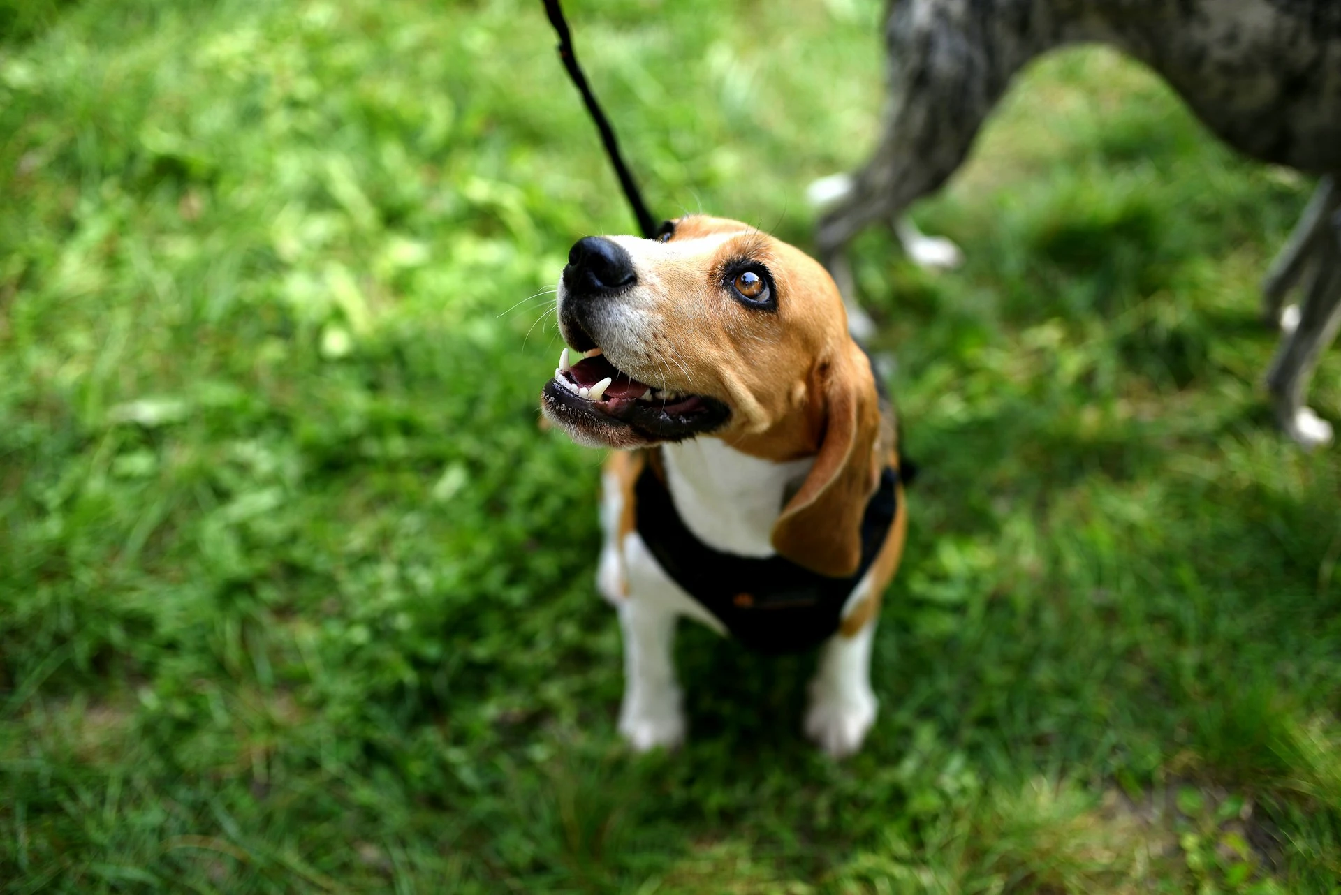 A Beagle wearing a black harness standing on a lush green lawn.