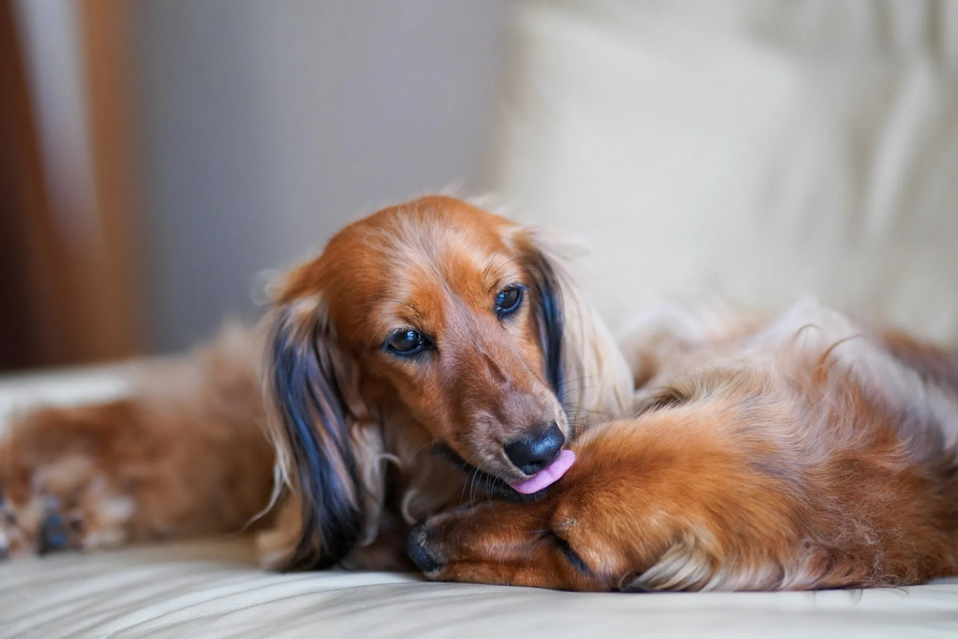 A long-haired dachshund licks the head of another sleeping dachshund while they rest on a sofa.