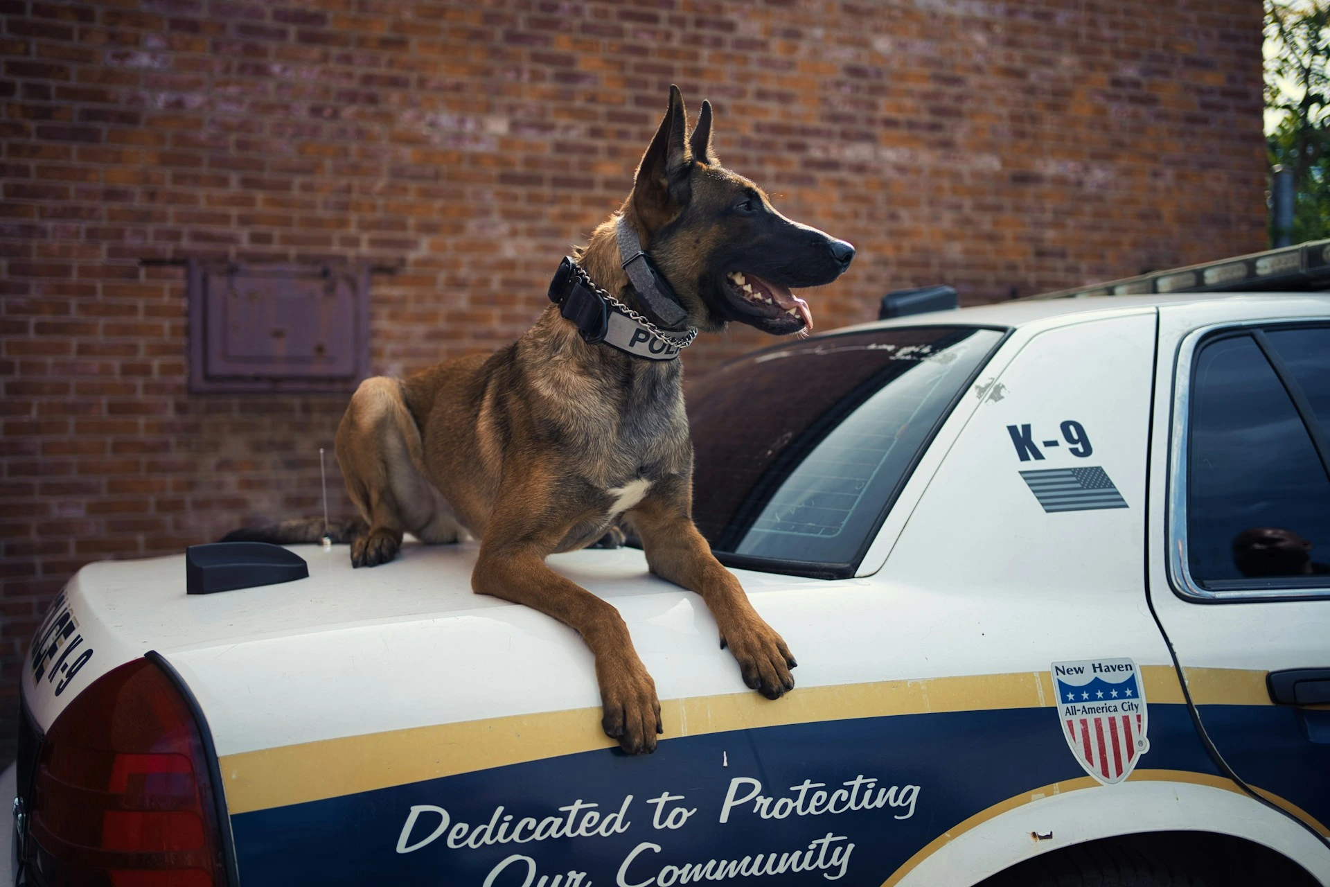 A Belgian Malinois K-9 sits on the trunk of a police cruiser.
